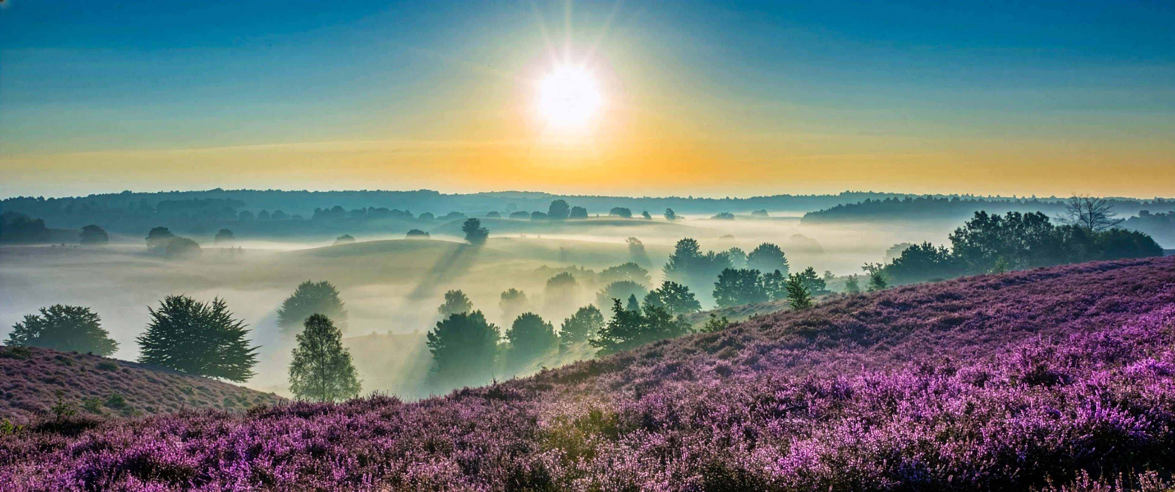 Sunrise over misty heathland